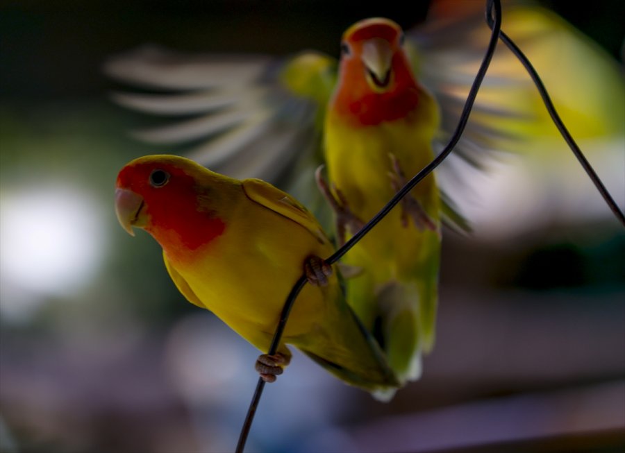 Antalya Hayvanat Bahçesinin Renkli Misafirleri: Papağanlar
