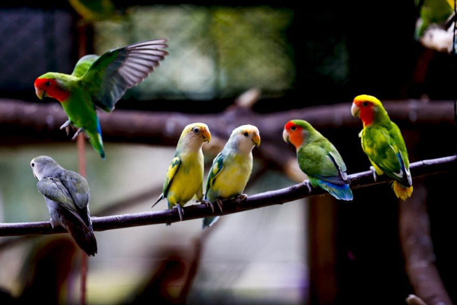 Antalya Hayvanat Bahçesinin Renkli Misafirleri: Papağanlar