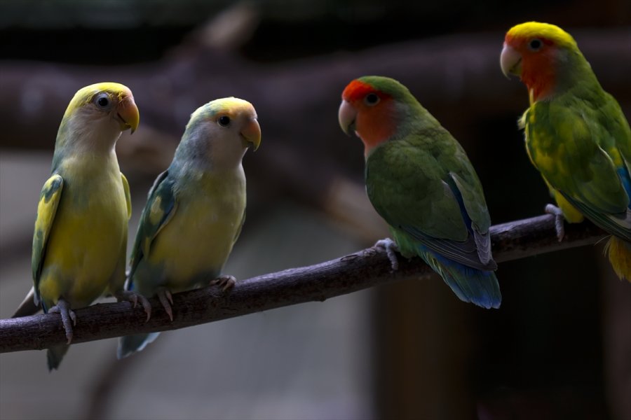 Antalya Hayvanat Bahçesinin Renkli Misafirleri: Papağanlar