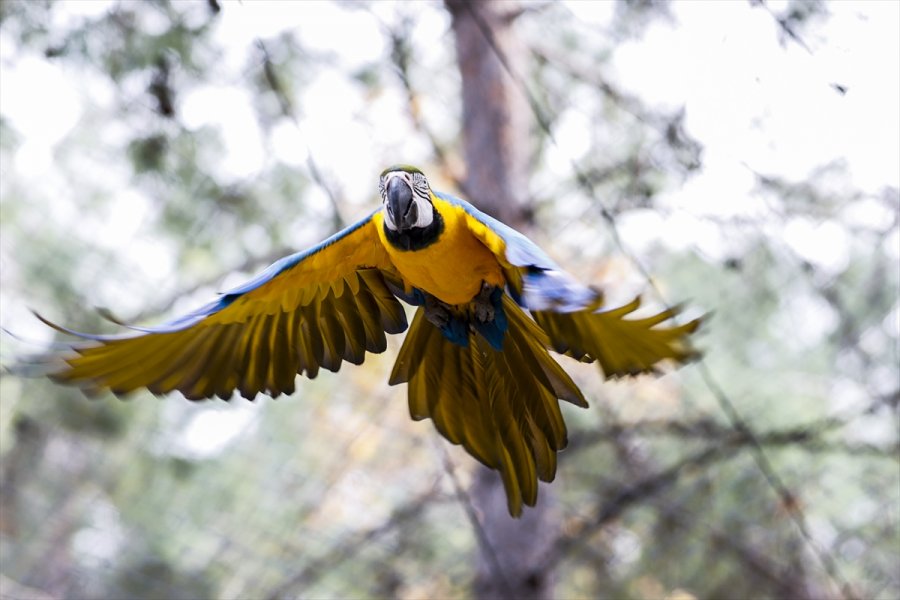 Antalya Hayvanat Bahçesinin Renkli Misafirleri: Papağanlar