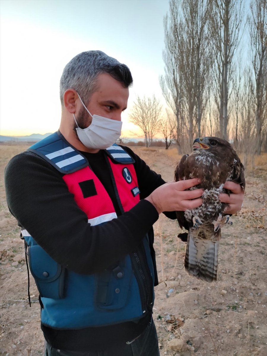 Jandarmanın Bulduğu Yaralı Şahin Koruma Altına Alındı