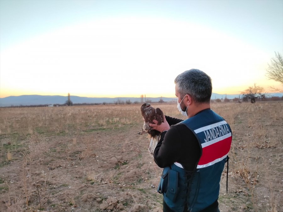 Jandarmanın Bulduğu Yaralı Şahin Koruma Altına Alındı