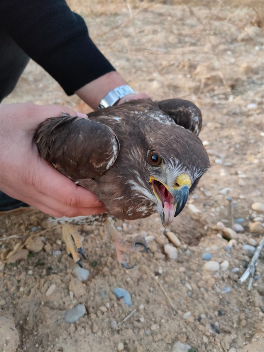 Jandarmanın Bulduğu Yaralı Şahin Koruma Altına Alındı