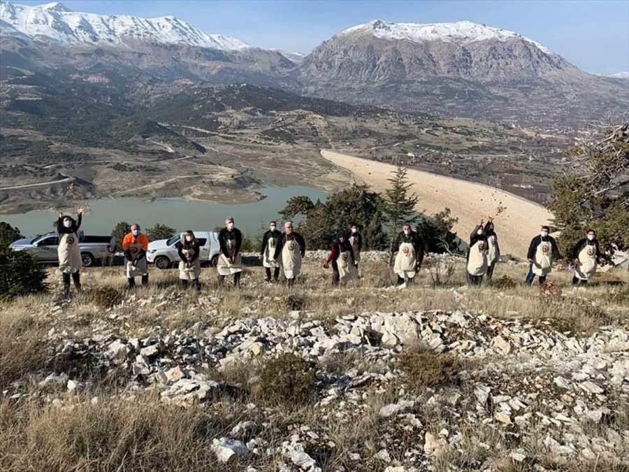 Kaş'ta Sedir Ağacı Tohumları Toprakla Buluşturuldu