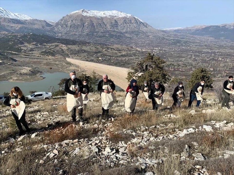 Kaş'ta Sedir Ağacı Tohumları Toprakla Buluşturuldu