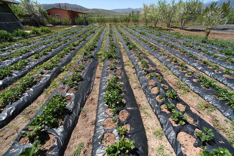 Konya Büyükşehir Belediyesi, Çiftçilere 2020 Yılında 7 Milyon Liralık Destekte Bulundu