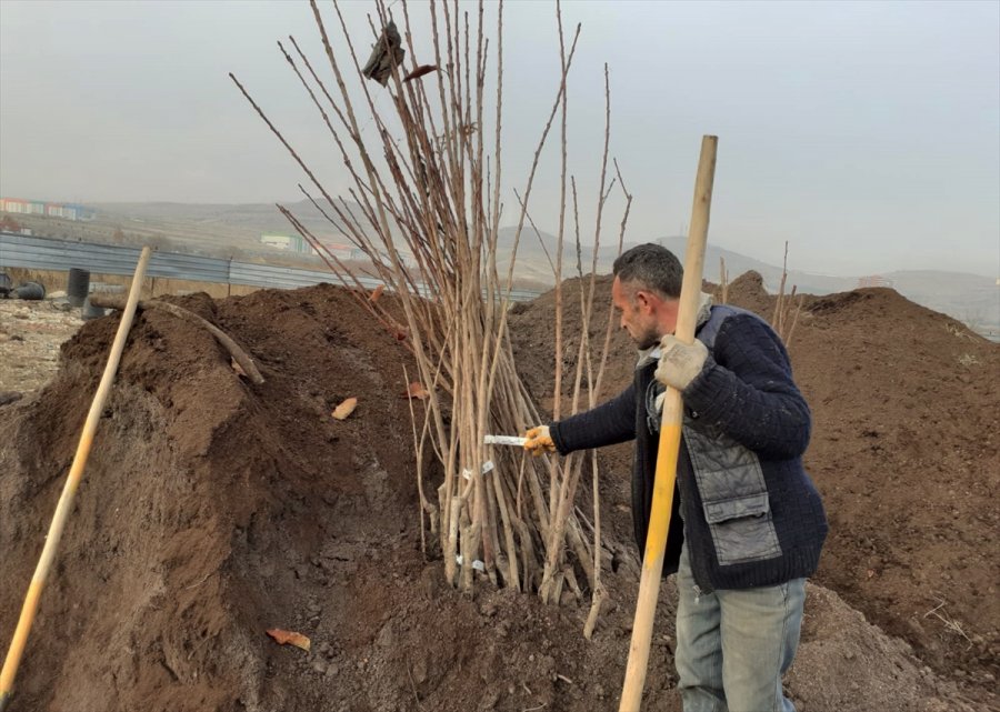 Keçiören Belediyesi 17 Dönümlük Meyve Bahçesi Kuruyor