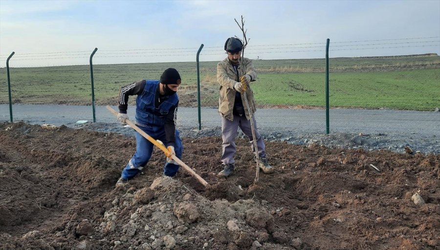 Keçiören Belediyesi 17 Dönümlük Meyve Bahçesi Kuruyor