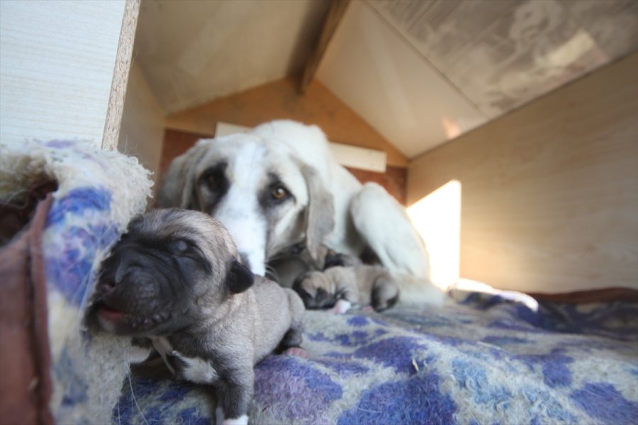 Koronavirüs Savaşçısı Sağlıkçılar 11 Köpek Yavrusu Ve Annesine Sahip Çıktı