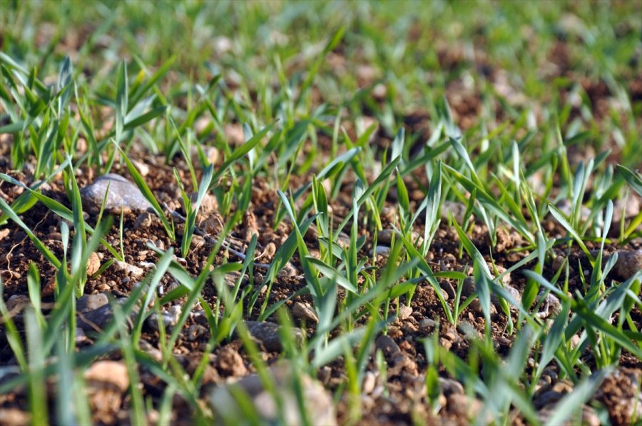 Tarsus'tan İstanbul'a Ata Tohumu Gönderilecek