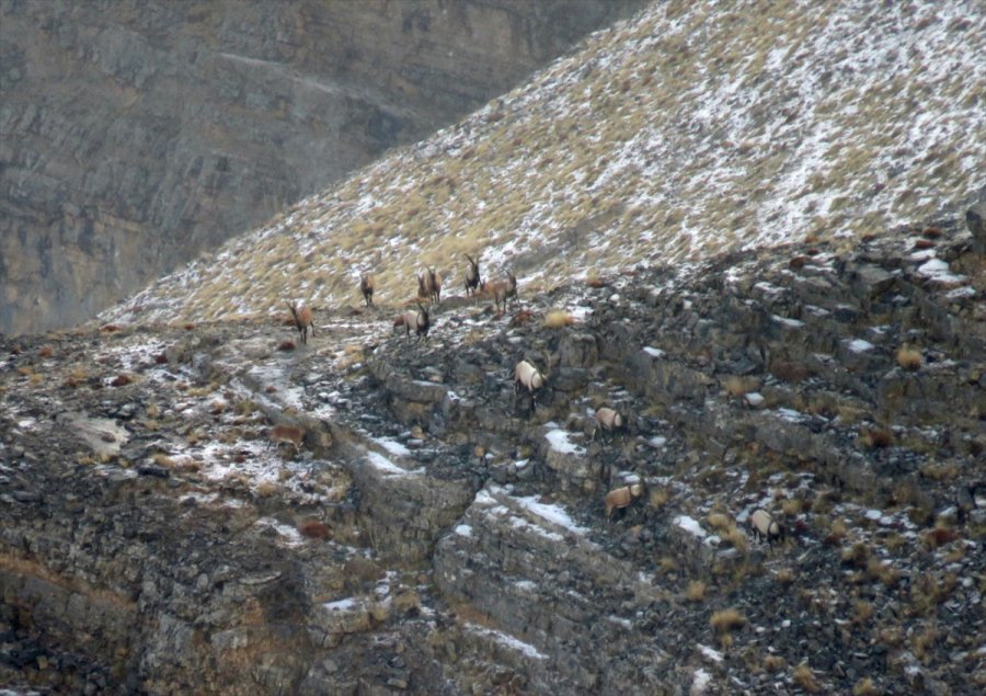Aladağlar'daki Yaban Keçisi Sayısı 1783'e Ulaştı