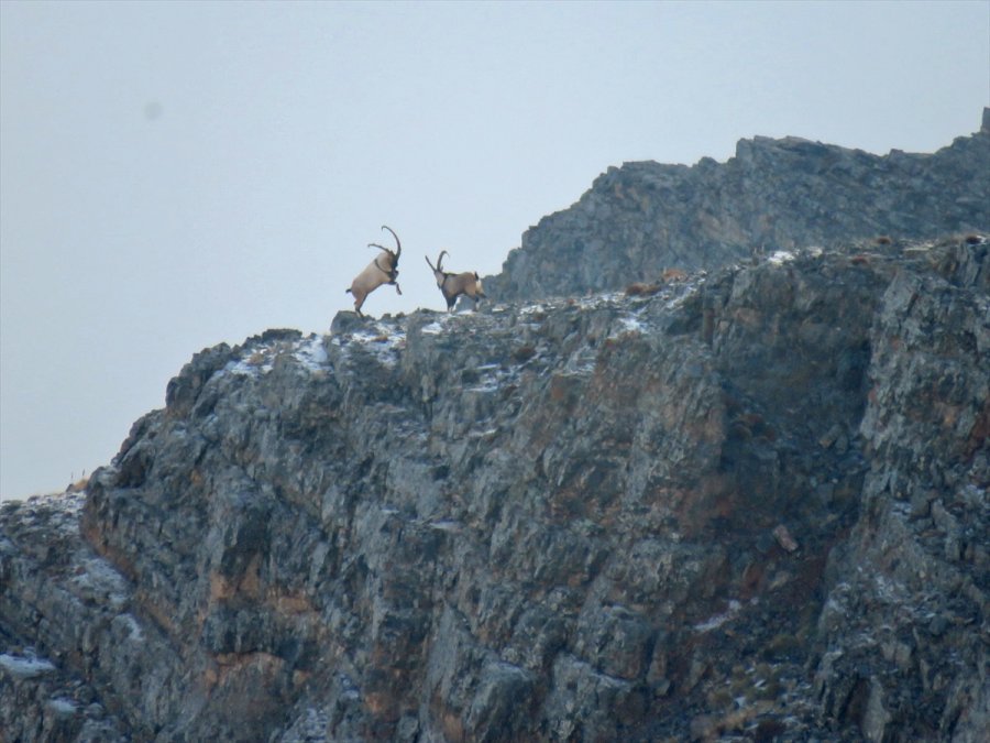 Aladağlar'daki Yaban Keçisi Sayısı 1783'e Ulaştı