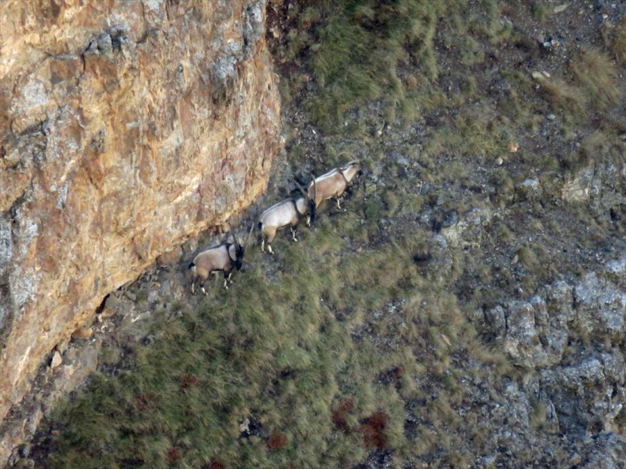 Aladağlar'daki Yaban Keçisi Sayısı 1783'e Ulaştı