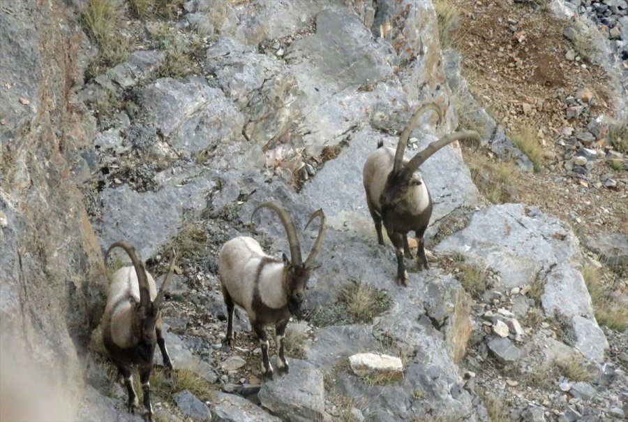 Aladağlar'daki Yaban Keçisi Sayısı 1783'e Ulaştı