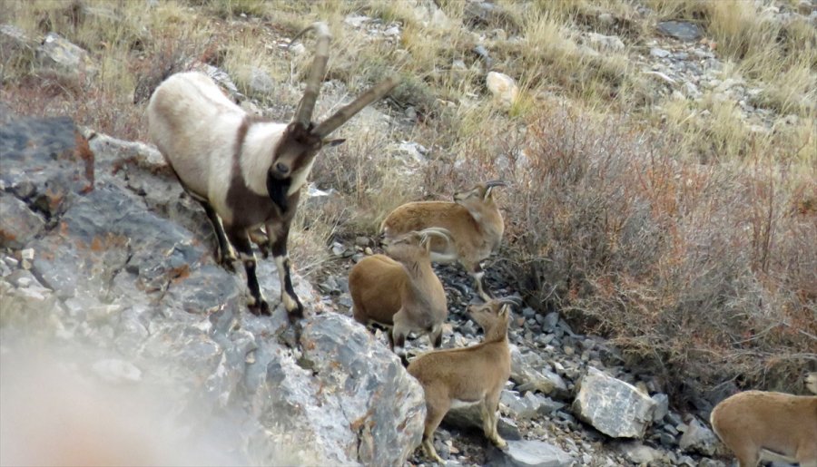 Aladağlar'daki Yaban Keçisi Sayısı 1783'e Ulaştı