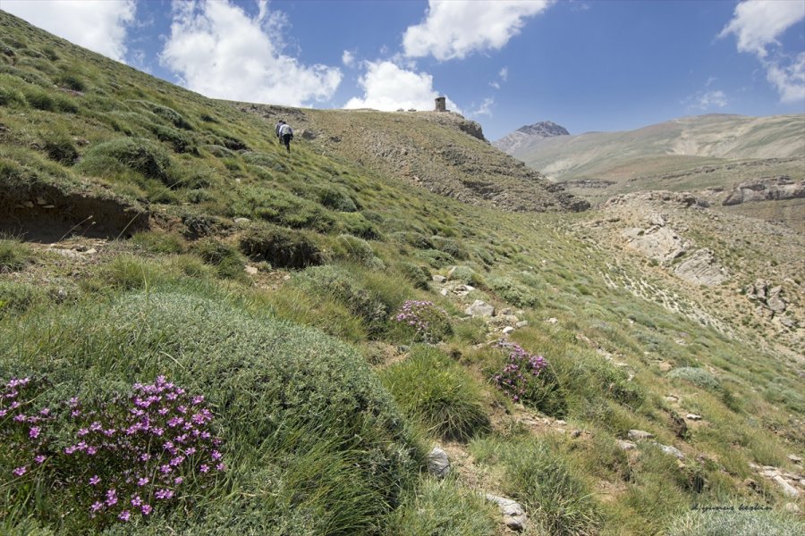 Aladağlar'daki Yaban Keçisi Sayısı 1783'e Ulaştı