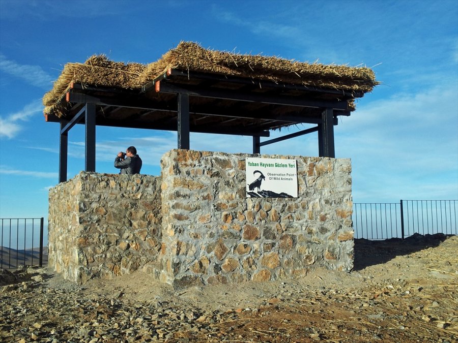 Aladağlar'daki Yaban Keçisi Sayısı 1783'e Ulaştı