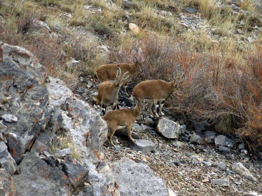 Aladağlar'daki Yaban Keçisi Sayısı 1783'e Ulaştı