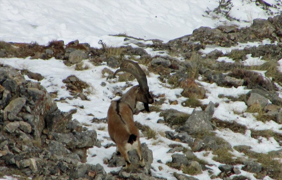 Aladağlar'daki Yaban Keçisi Sayısı 1783'e Ulaştı