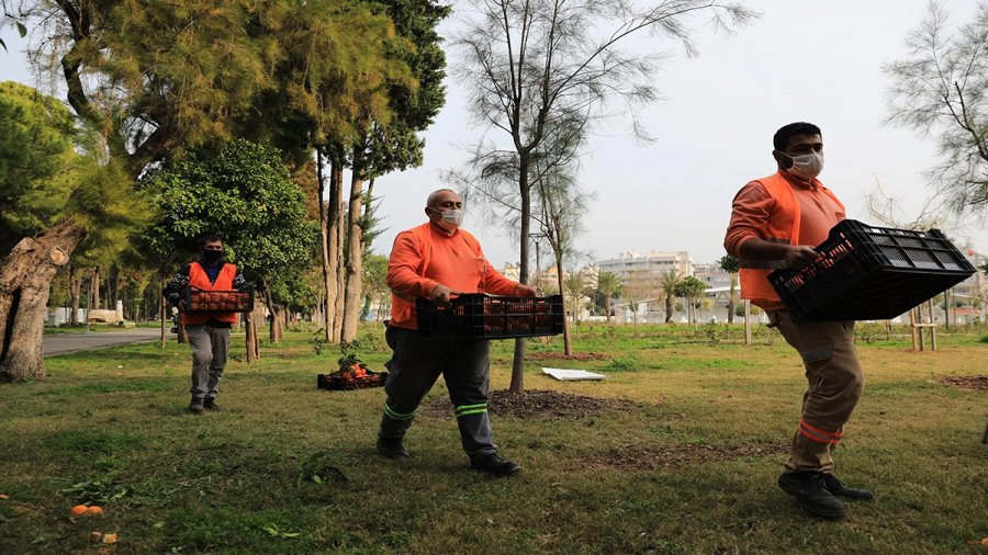 Belediye Parkındaki Turunçlar, Reçele Dönüştürülüyor
