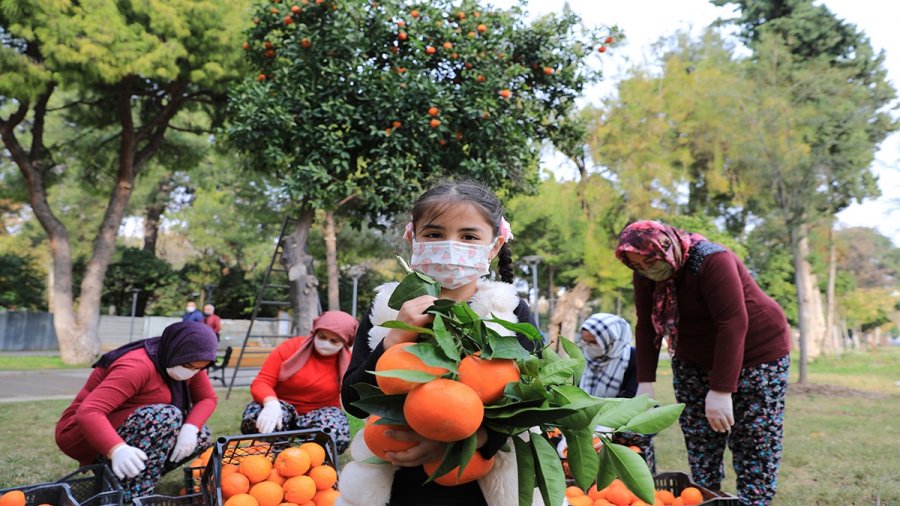 Belediye Parkındaki Turunçlar, Reçele Dönüştürülüyor
