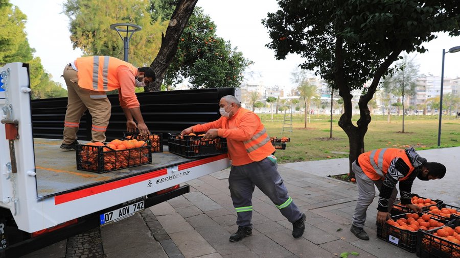 Belediye Parkındaki Turunçlar, Reçele Dönüştürülüyor