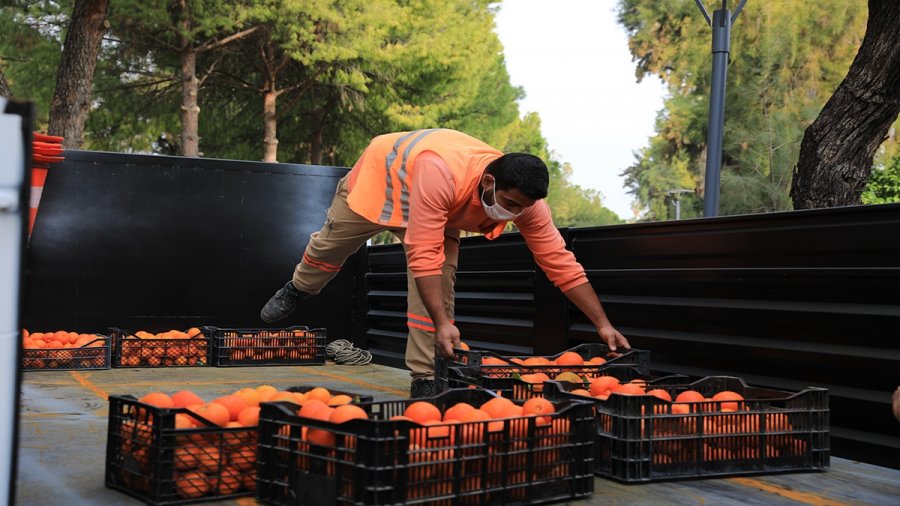 Belediye Parkındaki Turunçlar, Reçele Dönüştürülüyor