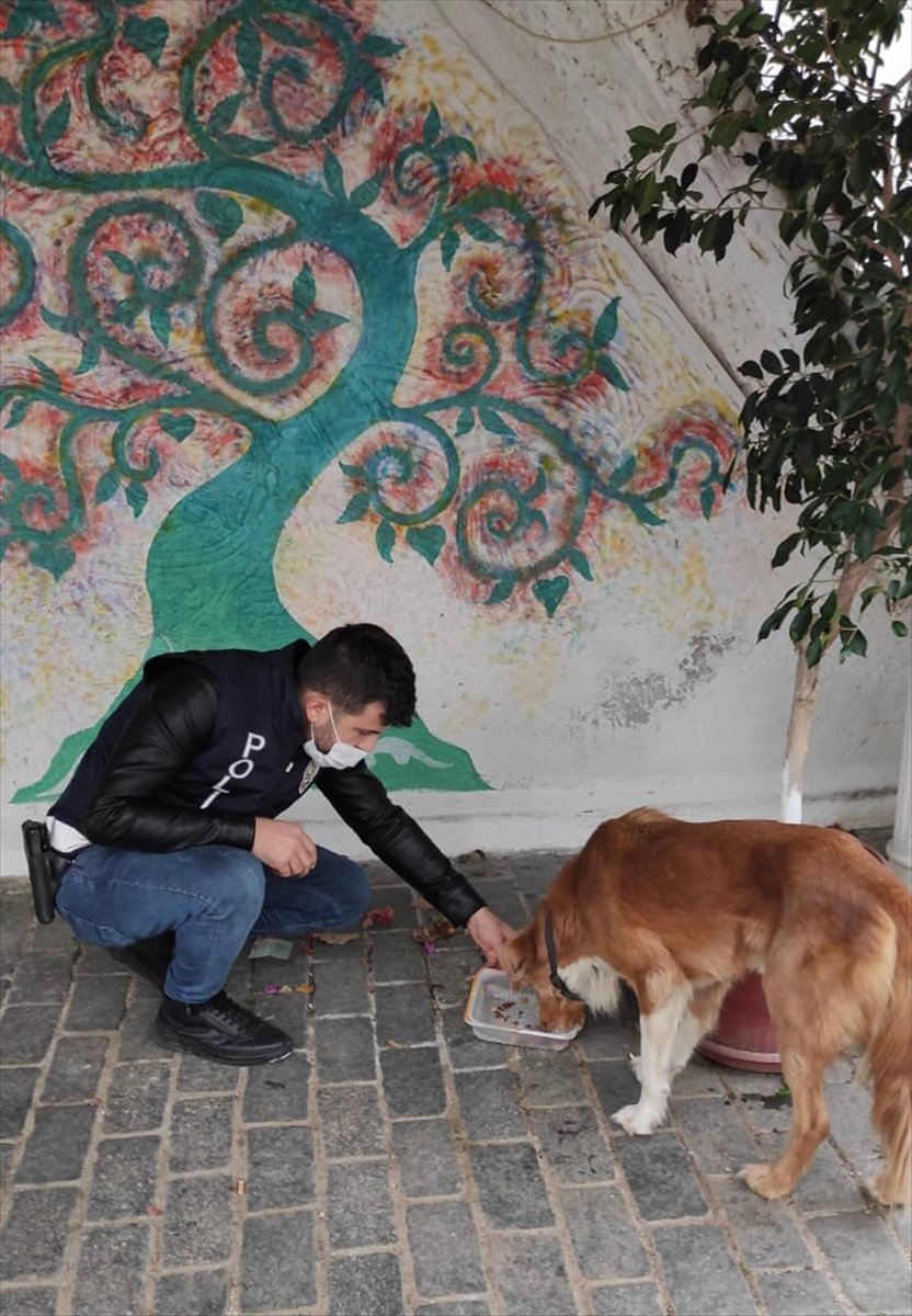 Kaş'ta Sokak Hayvanları İçin Mama Ve Su Bırakıldı