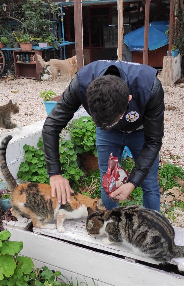 Kaş'ta Sokak Hayvanları İçin Mama Ve Su Bırakıldı