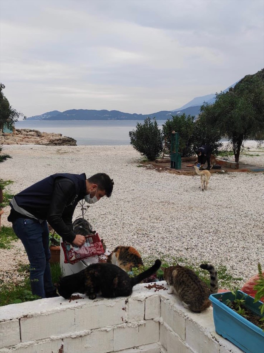 Kaş'ta Sokak Hayvanları İçin Mama Ve Su Bırakıldı