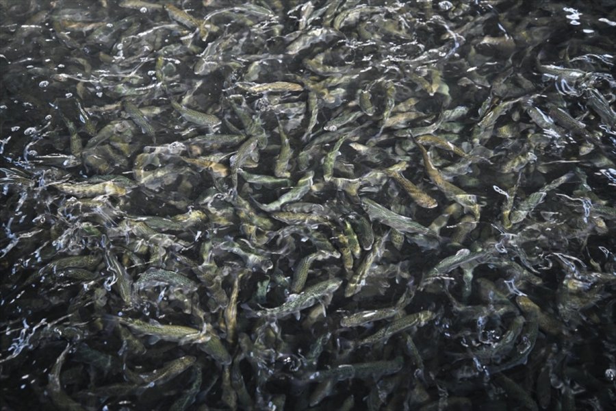 Kayseri Tarım Ve Orman Müdürü Mustafa Şahin Alabalık Kuluçkahanelerini İnceledi