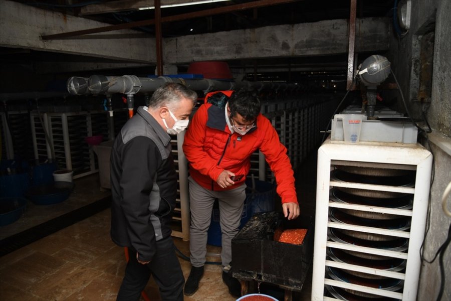 Kayseri Tarım Ve Orman Müdürü Mustafa Şahin Alabalık Kuluçkahanelerini İnceledi