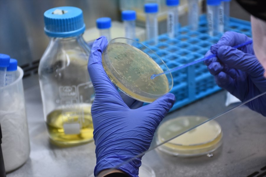 Selçuk Üniversitesi'nde Geliştirilen Türkiye'nin İlk Mrna Aşısının Yazın Kullanıma Sunulması Planlanıyor