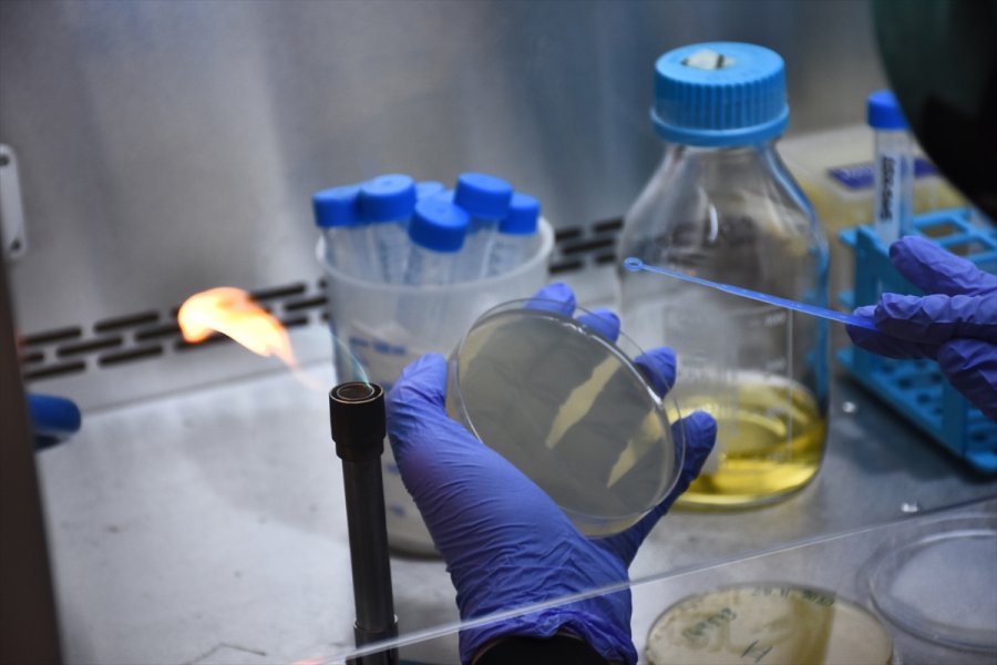 Selçuk Üniversitesi'nde Geliştirilen Türkiye'nin İlk Mrna Aşısının Yazın Kullanıma Sunulması Planlanıyor