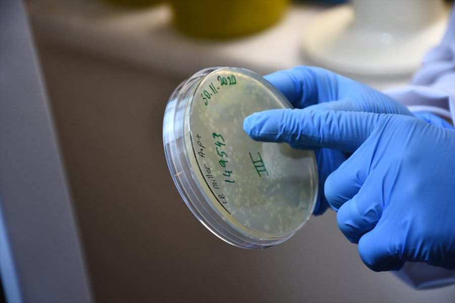 Selçuk Üniversitesi'nde Geliştirilen Türkiye'nin İlk Mrna Aşısının Yazın Kullanıma Sunulması Planlanıyor