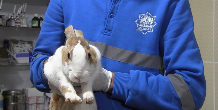 Aksaray'da, Yaralı Tavşan Tedavi Altına Alındı