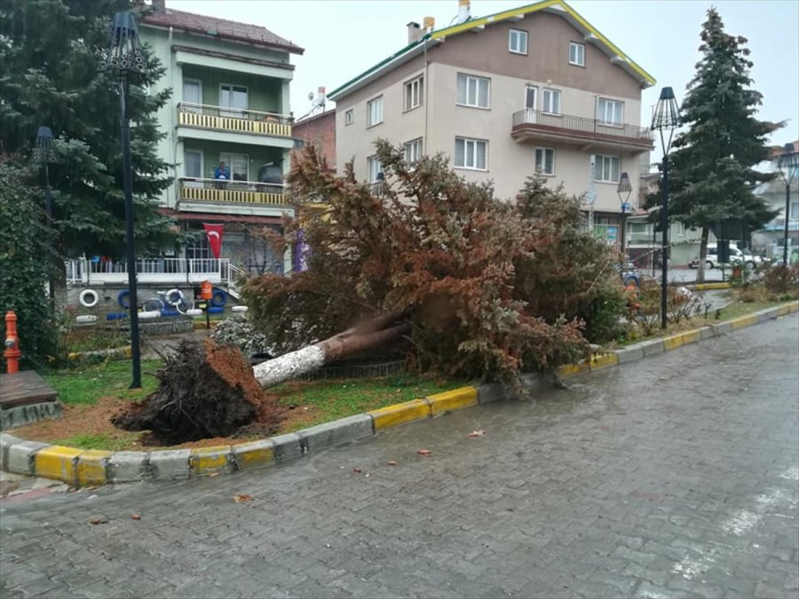 Derebucak'ta Şiddetli Rüzgar Ağaçları Devirdi