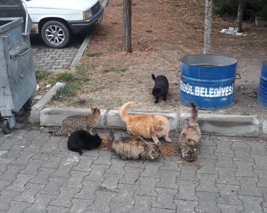 Güdül'de Sokak Hayvanları Aç Bırakılmıyor