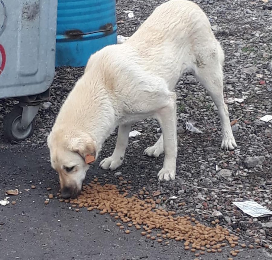 Güdül'de Sokak Hayvanları Aç Bırakılmıyor