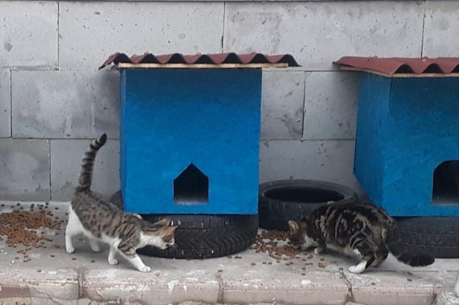 Güdül'de Sokak Hayvanları Aç Bırakılmıyor