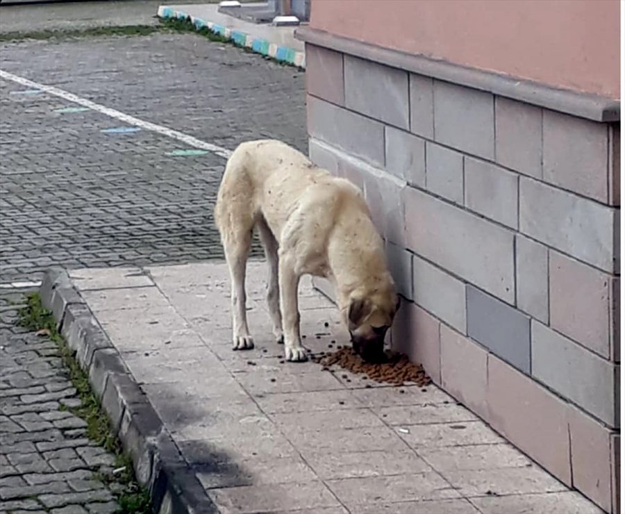 Güdül'de Sokak Hayvanları Aç Bırakılmıyor