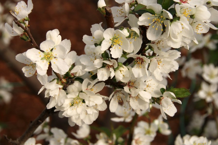 Mersin'de Örtü Altı Erik Ağaçları Erken Çiçek Açtı