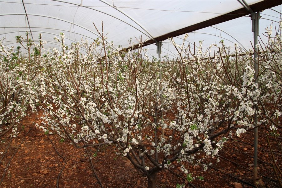 Mersin'de Örtü Altı Erik Ağaçları Erken Çiçek Açtı