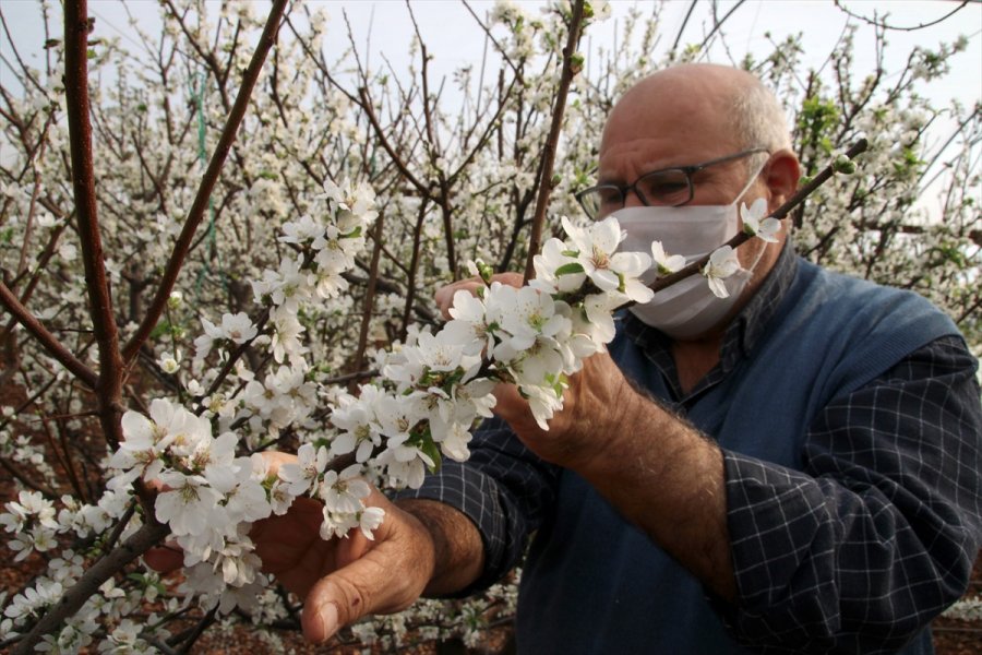 Mersin'de Örtü Altı Erik Ağaçları Erken Çiçek Açtı