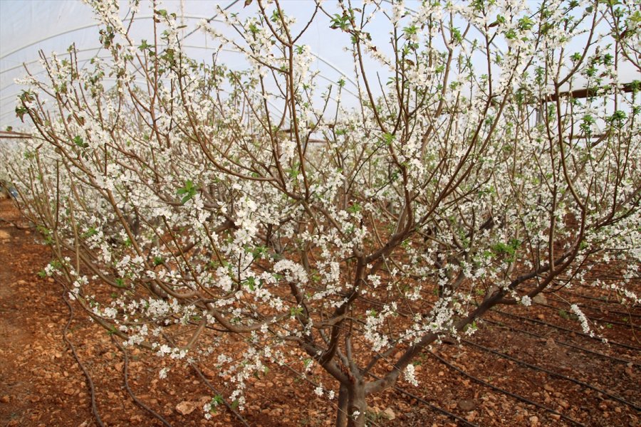 Mersin'de Örtü Altı Erik Ağaçları Erken Çiçek Açtı