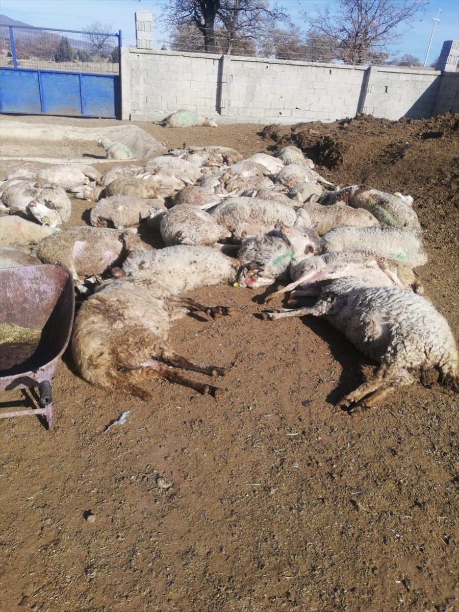 Ahırlı'da 300 Koyun Telef Oldu