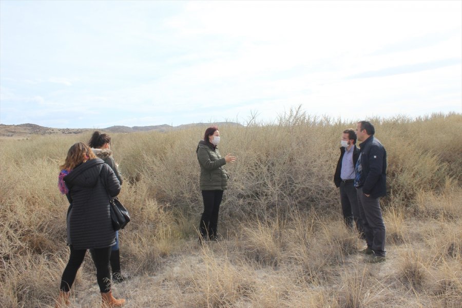 Karapınar'da Erozyonla Mücadele İçin Yetiştirilen Bitkiler, Aksaray'da Ekilecek