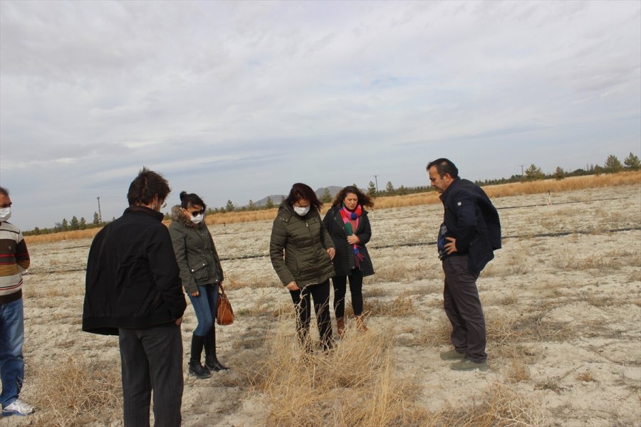 Karapınar'da Erozyonla Mücadele İçin Yetiştirilen Bitkiler, Aksaray'da Ekilecek