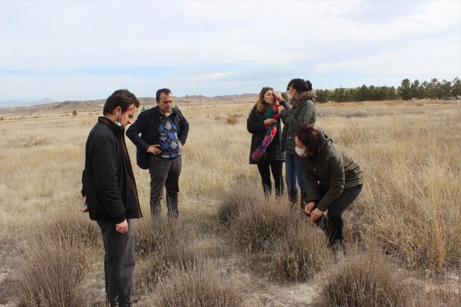 Karapınar'da Erozyonla Mücadele İçin Yetiştirilen Bitkiler, Aksaray'da Ekilecek