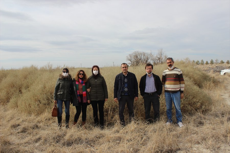 Karapınar'da Erozyonla Mücadele İçin Yetiştirilen Bitkiler, Aksaray'da Ekilecek